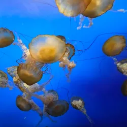 Moody Gardens - Galveston