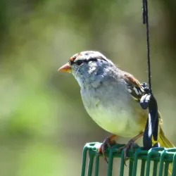 Acton Nature Center - Granbury