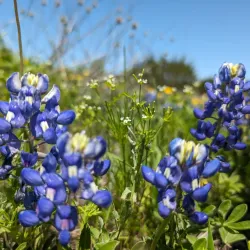 Acton Nature Center - Granbury