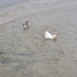 Granbury City Beach - Granbury