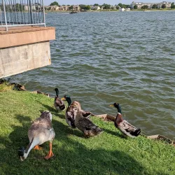 Granbury City Beach - Granbury