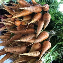 Granbury Farmers Market - Granbury