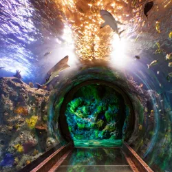 Sea Life Grapevine Aquarium - Grapevine