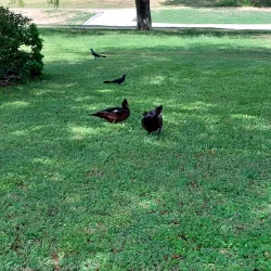 Harlingen Country Club - Harlingen