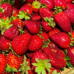 Harlingen Farmers Market - Harlingen