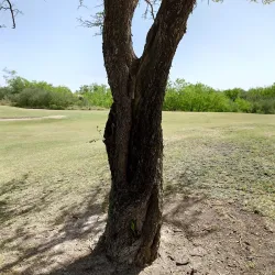 Harlingen Municipal Golf Course - Harlingen