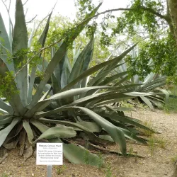 Hugh Ramsey Nature Park - Harlingen
