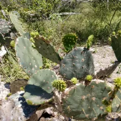 Hugh Ramsey Nature Park - Harlingen