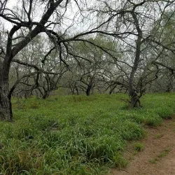 Hugh Ramsey Nature Park - Harlingen