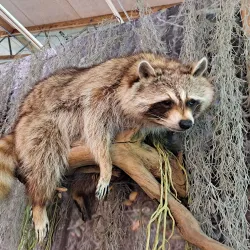 Valley Nature Center - Harlingen