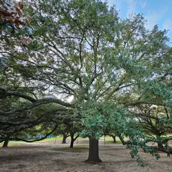 Buffalo Bayou Park - Houston