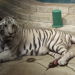 Downtown Aquarium - Houston