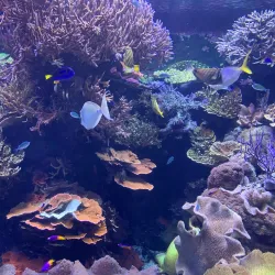 Downtown Aquarium - Houston
