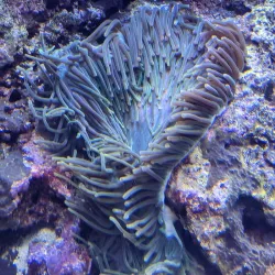 Downtown Aquarium - Houston