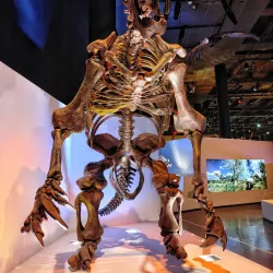 Houston Museum of Natural Science - Houston