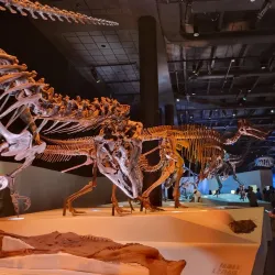 Houston Museum of Natural Science - Houston