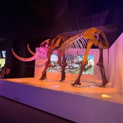 Houston Museum of Natural Science - Houston