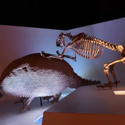 Houston Museum of Natural Science - Houston