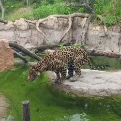 Houston Zoo - Houston