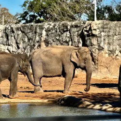 Houston Zoo - Houston