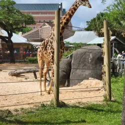 Houston Zoo - Houston