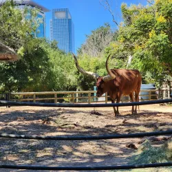 Houston Zoo - Houston