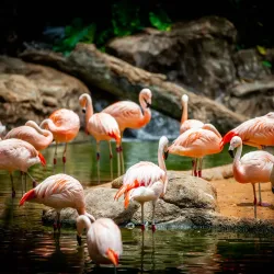 Houston Zoo - Houston