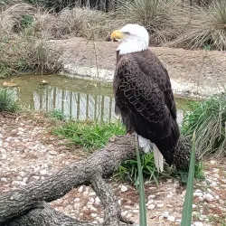 Houston Zoo - Houston