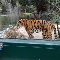 Houston Zoo - Houston