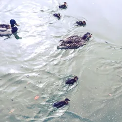 Lake Carolyn - Irving