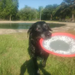 Katy Dog Park - Katy