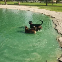 Katy Dog Park - Katy