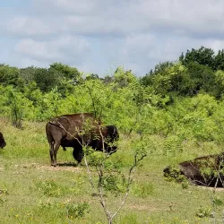 Fort Worth Nature Center & Refuge - Keller