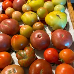 Kerrville Farmers Market - Kerrville