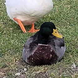 Kerrville River Trail - Kerrville
