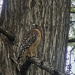 Kerrville River Trail - Kerrville