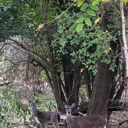 Kerrville River Trail - Kerrville