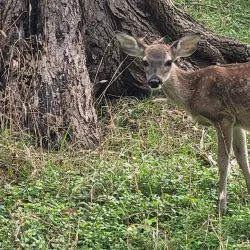 Kerrville River Trail - Kerrville