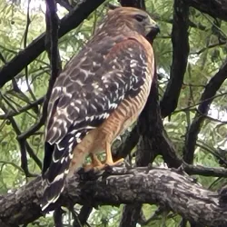 Kerrville River Trail - Kerrville