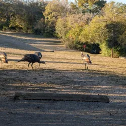 Kerrville-Schreiner Park - Kerrville