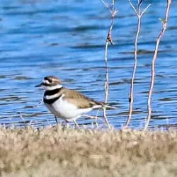 Stillhouse Hollow Lake - Killeen