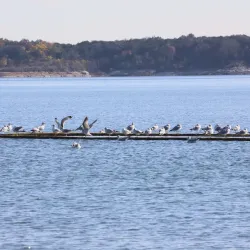 Stillhouse Hollow Lake - Killeen