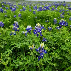 Lake Kyle Park - Kyle