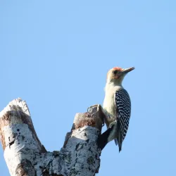 Clear Creek Nature Center - League City