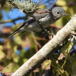 Clear Creek Nature Center - League City