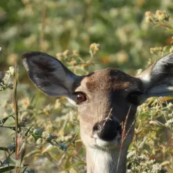 Clear Creek Nature Center - League City