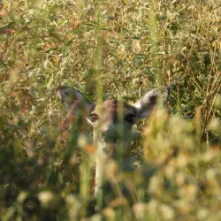 Clear Creek Nature Center - League City