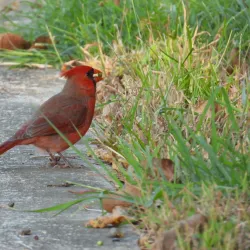 Clear Creek Nature Center - League City