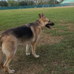 League City Dog Park - League City
