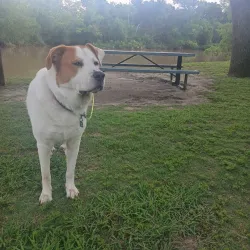 League City Dog Park - League City